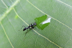 Odontomantis planiceps