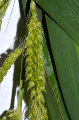 Echinochloa oryzoides