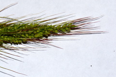 Echinochloa oryzoides