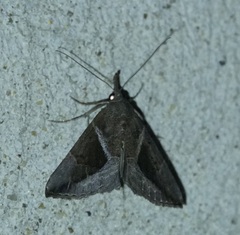 Hypena subidalis