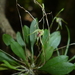 Specklinia fuegi - Photo (c) Hermes Vega, some rights reserved (CC BY-NC), uploaded by Hermes Vega