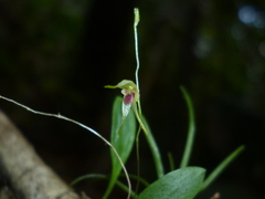 Specklinia fuegi