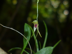 Specklinia fuegi
