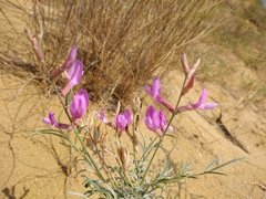 Astragalus brachylobus