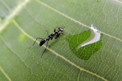 Odontomantis planiceps