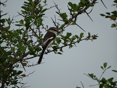 Pericrocotus erythropygius