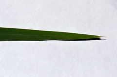 Echinochloa oryzoides