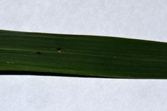 Echinochloa oryzoides