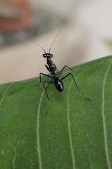 Odontomantis planiceps