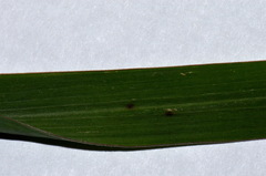 Echinochloa oryzoides