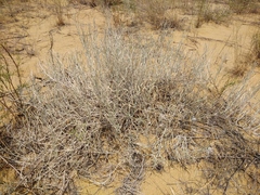 Astragalus karakugensis