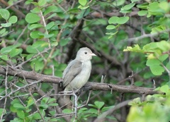 Dicaeum erythrorhynchos