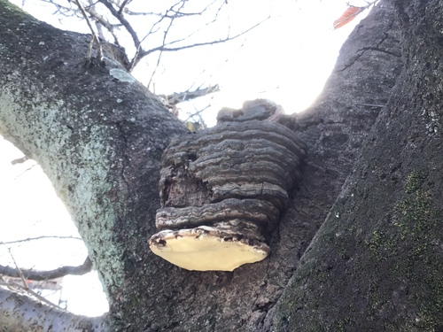 Ganoderma applanatum