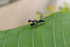 Odontomantis planiceps