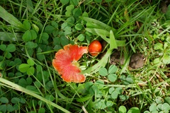 Hygrocybe
