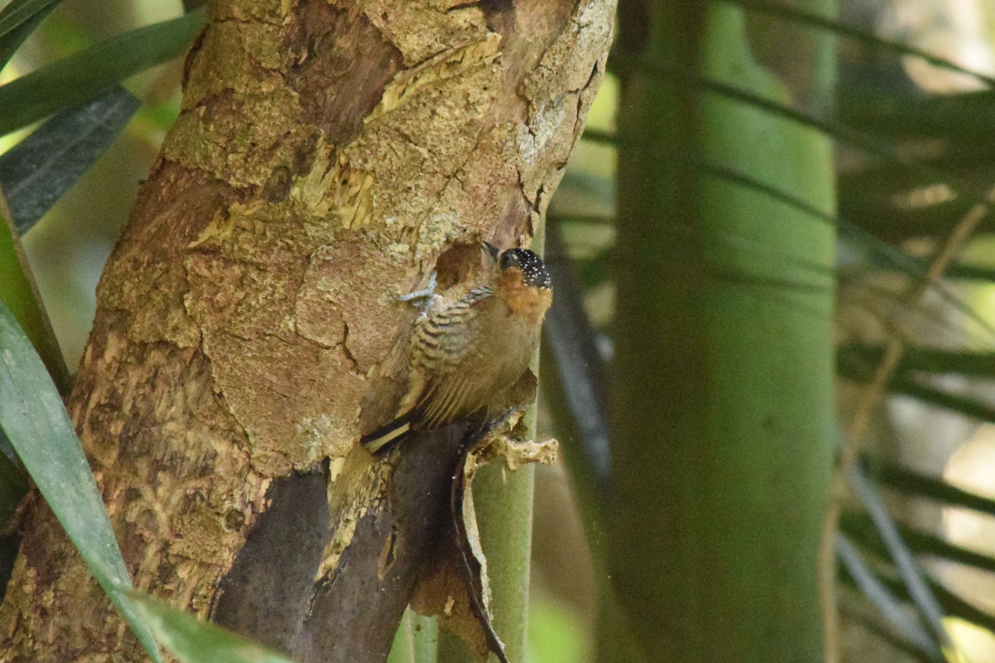 Ochre-collared Piculet (Picumnus temminckii)