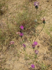 Centaurea scabiosa adpressa