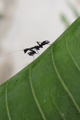 Odontomantis planiceps