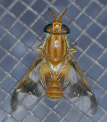 Chrysops flavidus