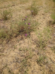 Centaurea scabiosa adpressa