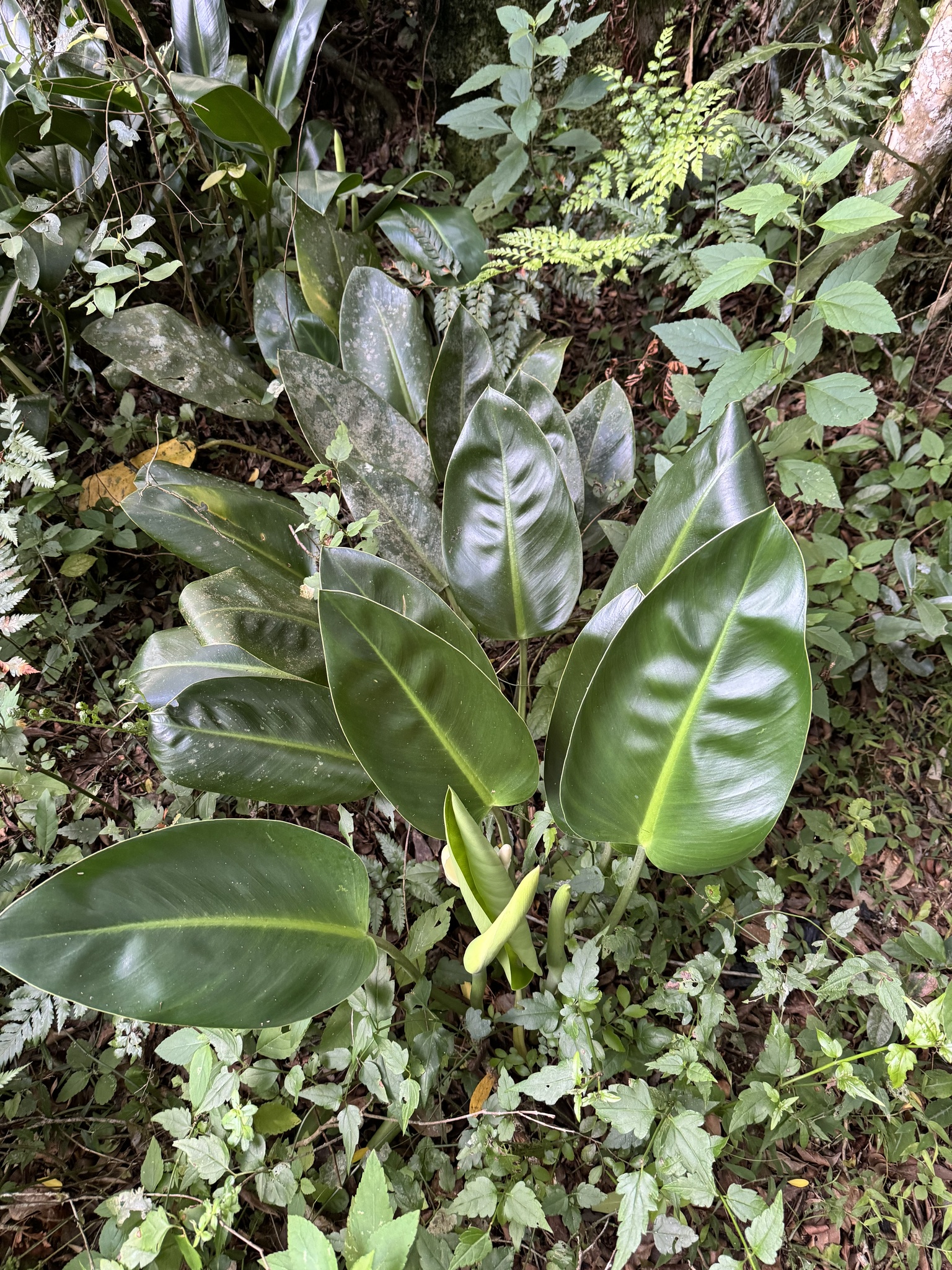 Philodendron renauxii