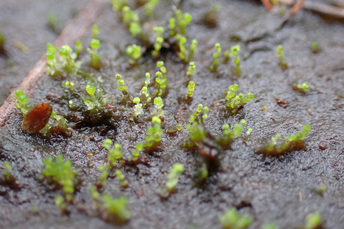 Image of Heterogemma capitata by (c) Thomas Gyselinck, some rights reserved (CC BY)