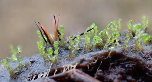 Image of Heterogemma capitata by (c) Thomas Gyselinck, some rights reserved (CC BY)