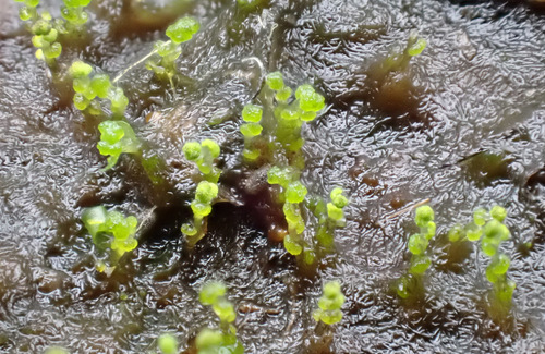 Image of Heterogemma capitata by (c) Thomas Gyselinck, some rights reserved (CC BY)