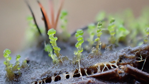 Delicate Notchwort (Heterogemma capitata)