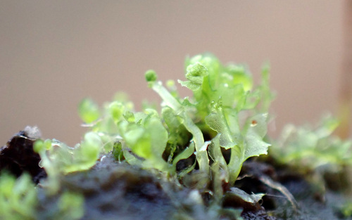 Image of Heterogemma capitata by (c) Thomas Gyselinck, some rights reserved (CC BY)