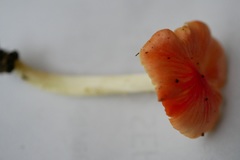 Hygrocybe