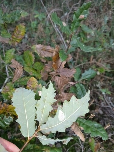 Quercus × tingitana