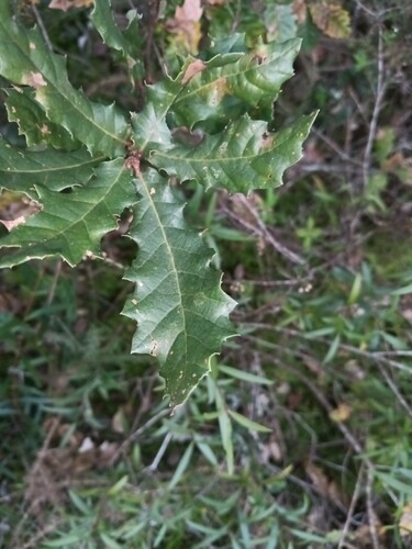 Quercus × tingitana