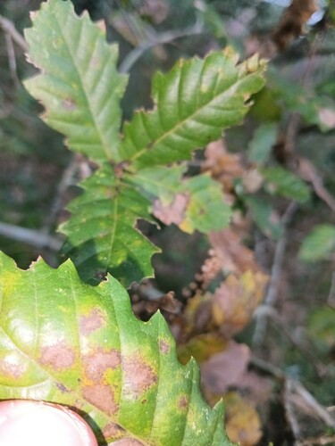 Quercus × tingitana