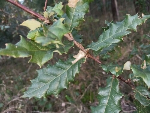 Quercus × tingitana