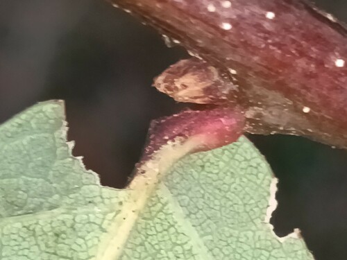 Quercus × tingitana