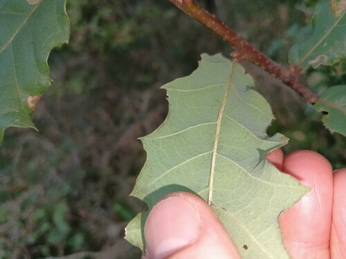 Quercus × tingitana