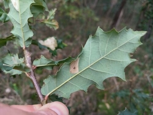 Quercus × tingitana