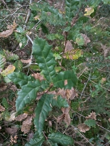 Quercus × tingitana