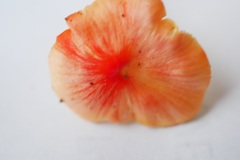 Hygrocybe