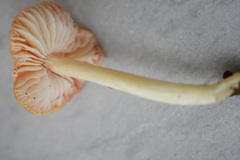 Hygrocybe