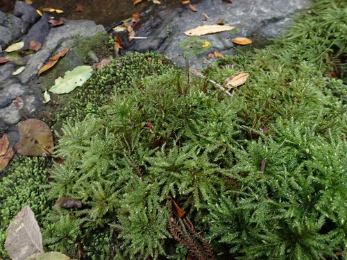 Hypnodendron marginatum observed 2024-10-16