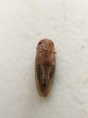 Polana quadrinotata