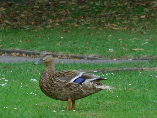 Didžioji antis nuotrauka