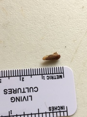 Polana quadrinotata