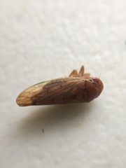 Polana quadrinotata