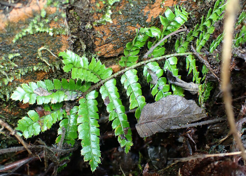 Polystichum polyblepharon