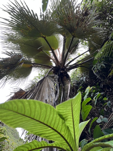 Pritchardia hardyi observed 2022-12-22