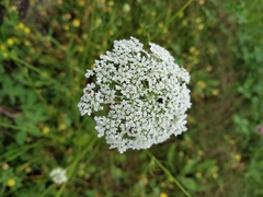 Daucus carota