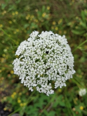 Daucus carota